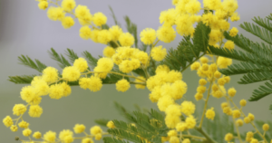 Father's Day and Women's Day in Italy <br> - Italian Cultural Events -