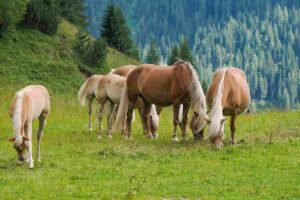 Horses in the Dolomites