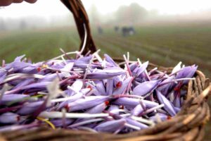 Italian red gold: saffron! - Discover Italy