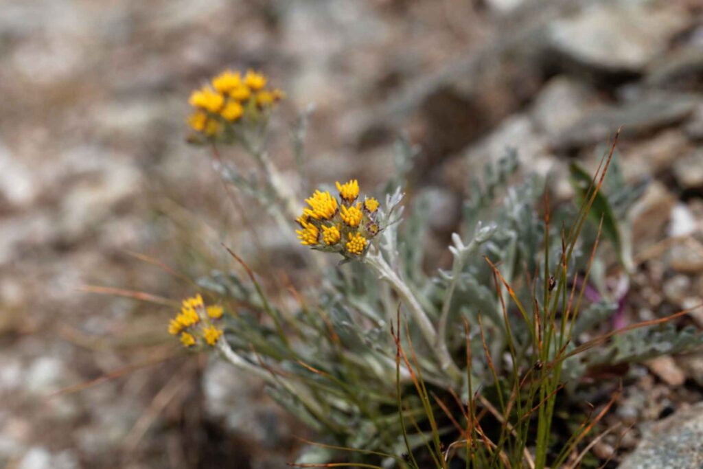 Discovering Genepy in the Aosta Valley -