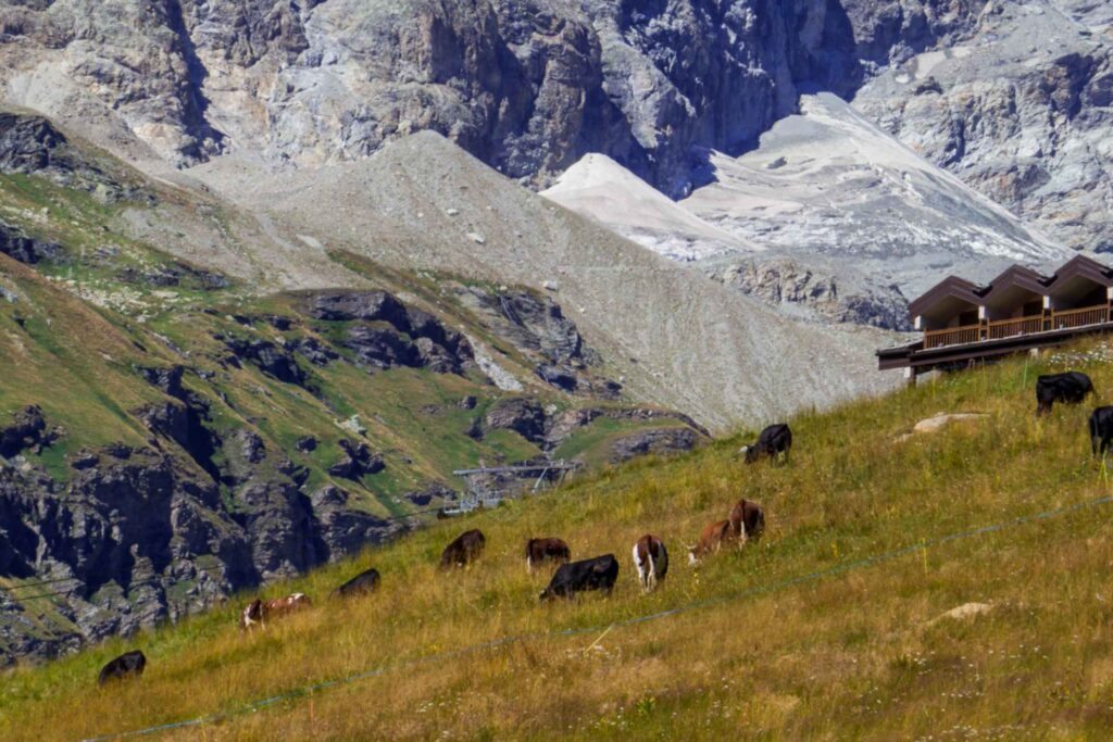 Alpine Flavors: Traditional Cheese and Butter of the Val di Rhêmes -