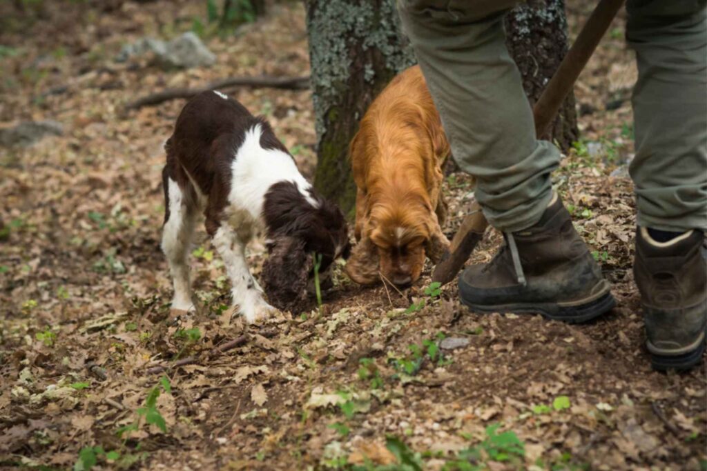 Hunting for "White Gold" in the Woods of Piedmont 2 Hunting for "White Gold" in the Woods of Piedmont -