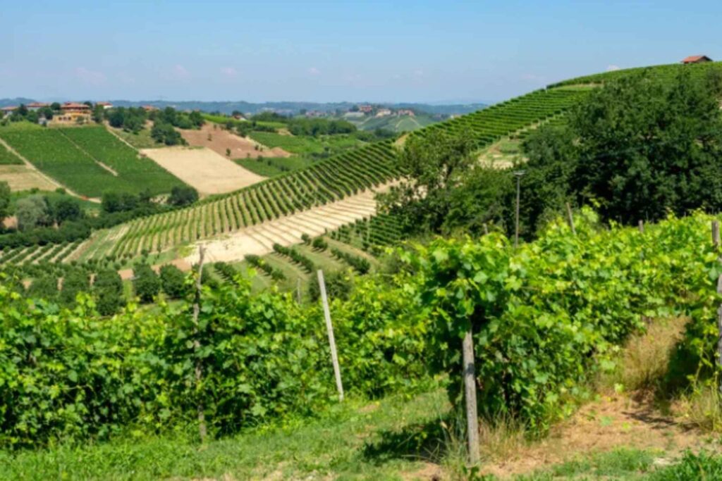 Deep Into Monferrato: Exploring the Magic of Piedmont’s Underground "Infernot" 2 Deep Into Monferrato: Exploring the Magic of Piedmont’s Underground "Infernot" -