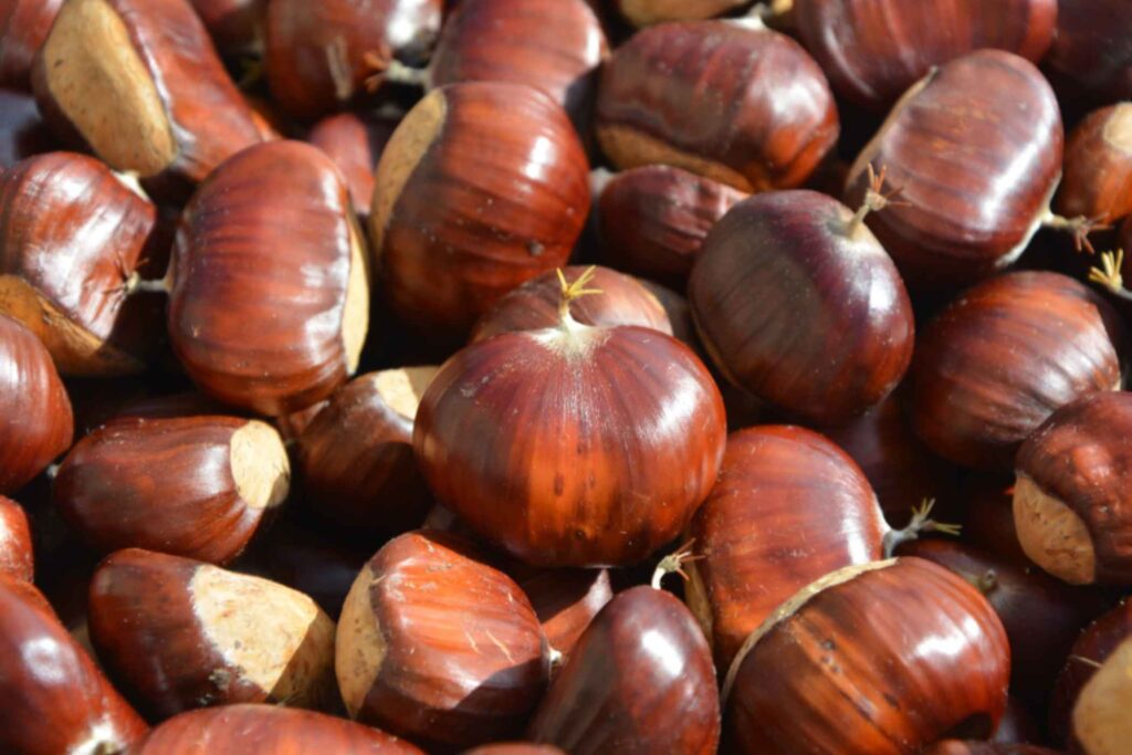 Autumn in Lake Como: A Guide to Chestnut Harvesting in Lecco -