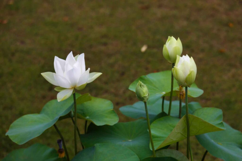 Summer in Mantua: Cruising Through a Paradise of Blooming Lotus Flowers 1 Summer in Mantua: Cruising Through a Paradise of Blooming Lotus Flowers -