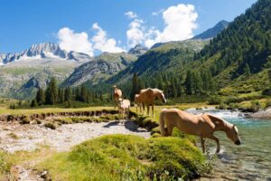 Alpine Saddle: Horseback Riding Through the Pristine Val di Sole - Italy Experience Guide
