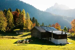 High-Altitude Flavors: The Living Heritage of Trentino’s Malghe - Italy Experience Guide