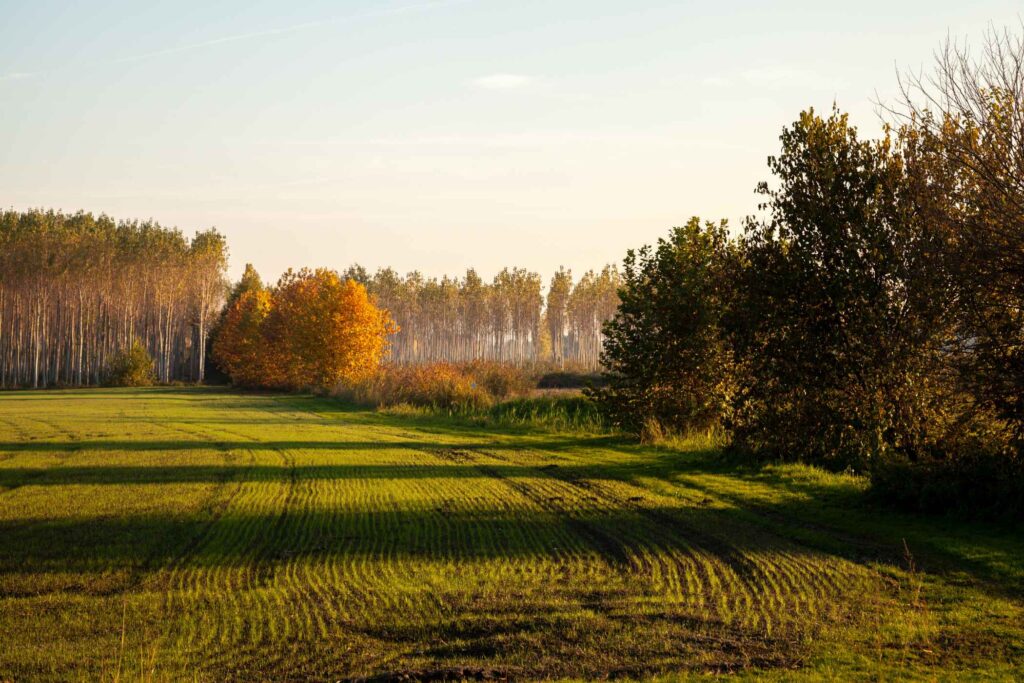 Fields of Water, Plates of Gold: The Vialone Nano Rice Road -