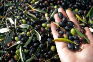 Liquid Gold: A Guide to Liguria’s Authentic Olive Oil Mills - Italy Experience Guide