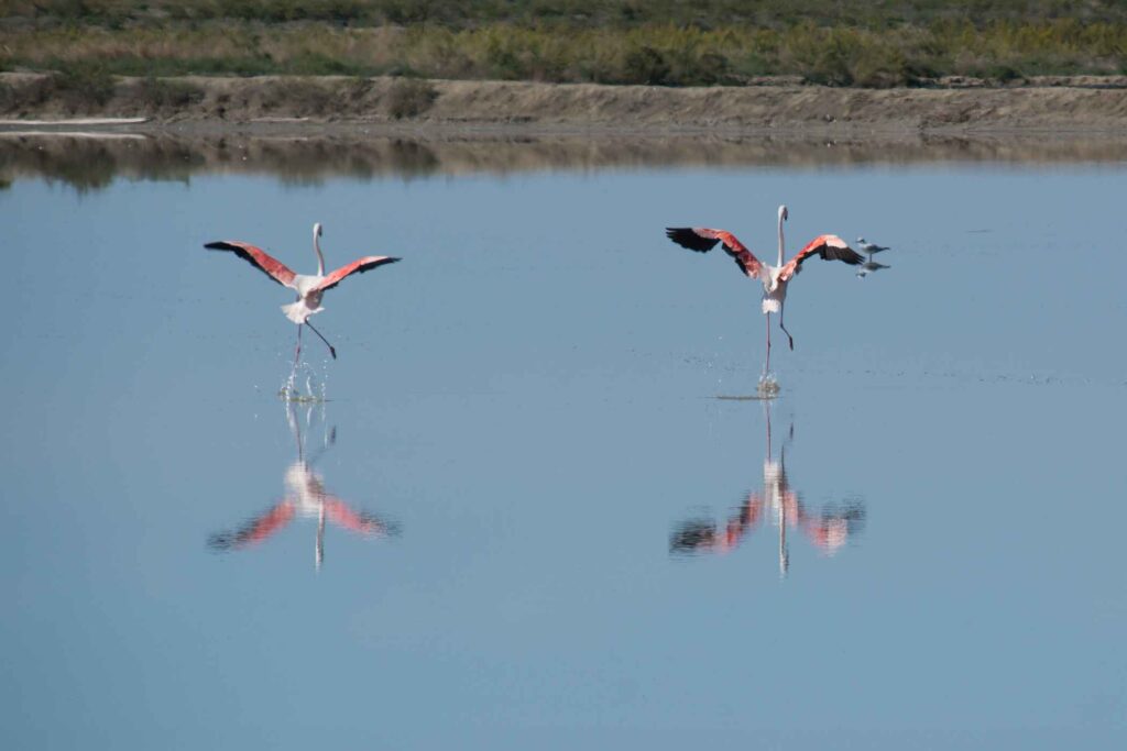 The Sweet Gold of Romagna: Exploring the Cervia Salt Pans 1 The Sweet Gold of Romagna: Exploring the Cervia Salt Pans -