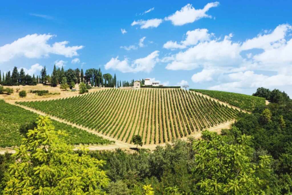 Rolling Hills & Ancient Cloisters: A Connoisseur’s Guide to the Chianti Senese -