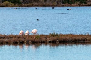 Coastal Pink Lagoons & Avian Sanctuaries: Enjoy the Tarquinia Salt Pans - Italy Experience Guide