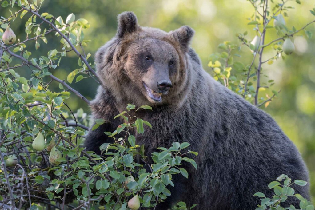 Wilderness Tracks & Elusive Icons: Bear Watching in Pescasseroli 1 Wilderness Tracks & Elusive Icons: Bear Watching in Pescasseroli -