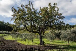 Sun-Drenched Groves & Liquid Gold: Participating in Campania's Olive Harvest - Italy Experience Guide