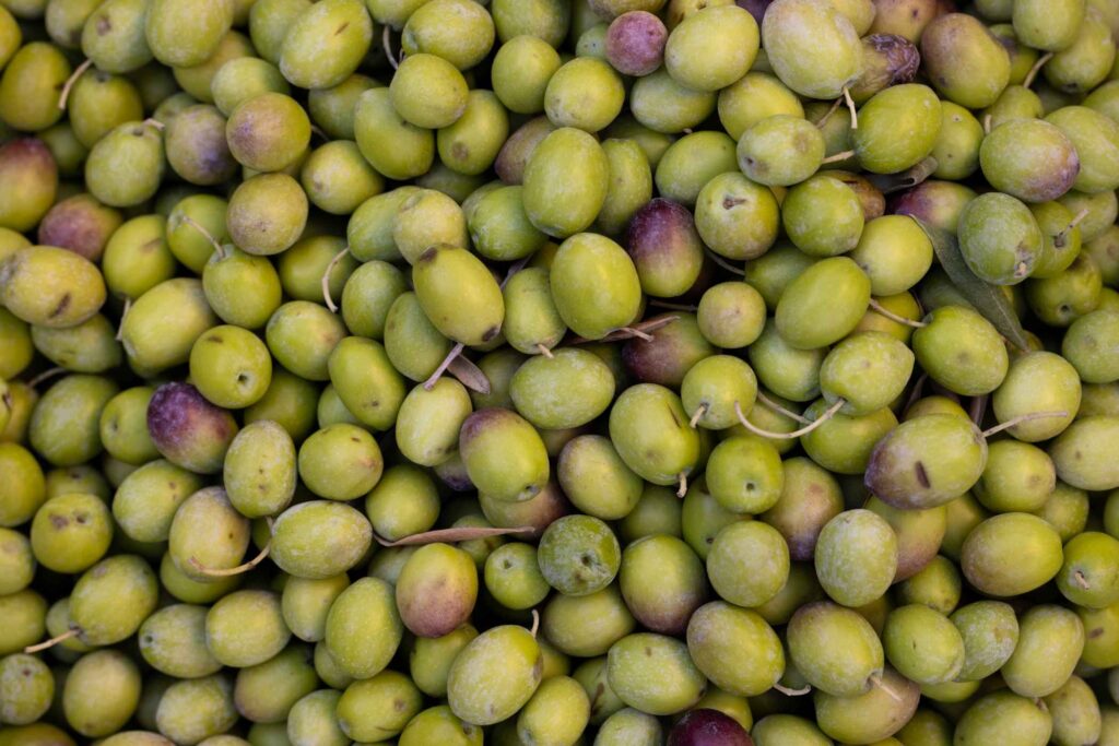 Sun-Drenched Groves & Liquid Gold: Participating in Campania's Olive Harvest 1 Sun-Drenched Groves & Liquid Gold: Participating in Campania's Olive Harvest -