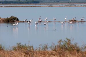 Pink Horizons & Crystallized Shores: Guided Tours of the Margherita di Savoia Saltworks - Italy Experience Guide