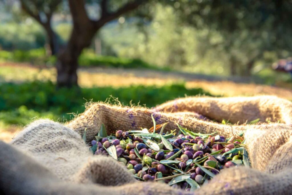 Golden Drops & Natural Lather: Handmade Soap Workshops in Puglia -
