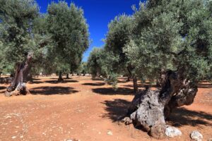 Golden Drops & Natural Lather: Handmade Soap Workshops in Puglia - Italy Experience Guide