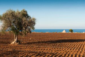 Living Monuments & Silver Leaves: Walking Among Puglia's Thousand-Year-Old Olive Trees - Italy Experience Guide