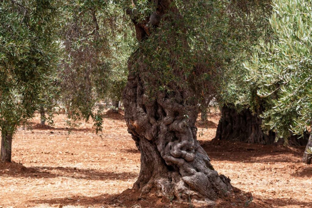 Living Monuments & Silver Leaves: Walking Among Puglia's Thousand-Year-Old Olive Trees -