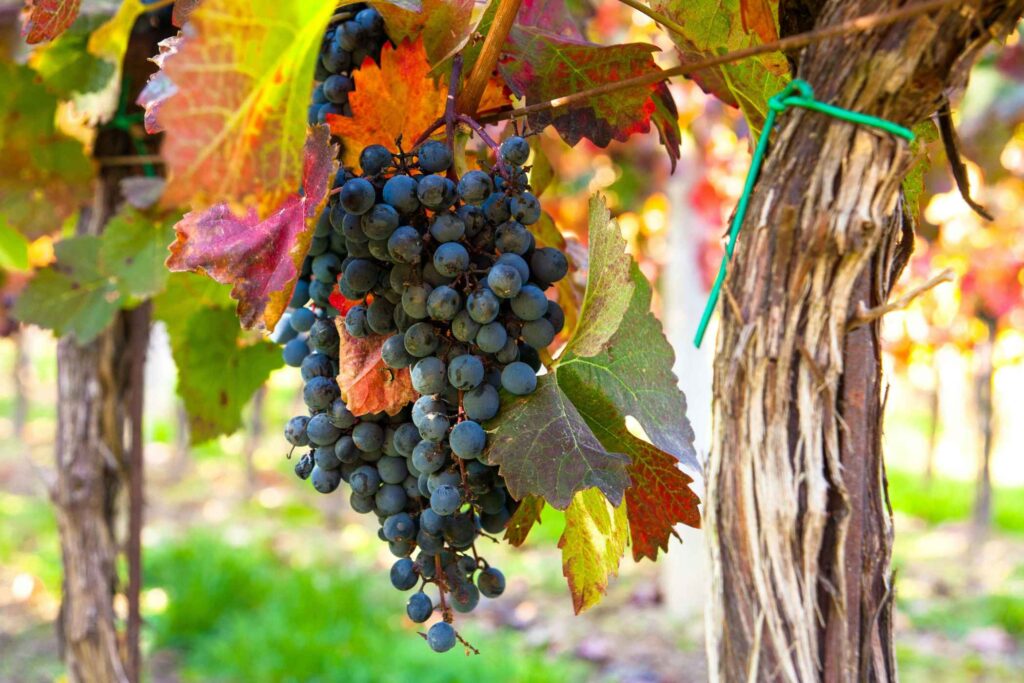 Heroic Harvests & High-Altitude Vines: Wine Tours in the Sila Mountains -