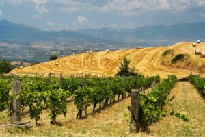 Heroic Harvests & High-Altitude Vines: Wine Tours in the Sila Mountains - Italy Experience Guide